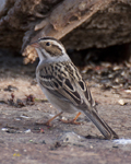 Clay colored Sparrow 7709